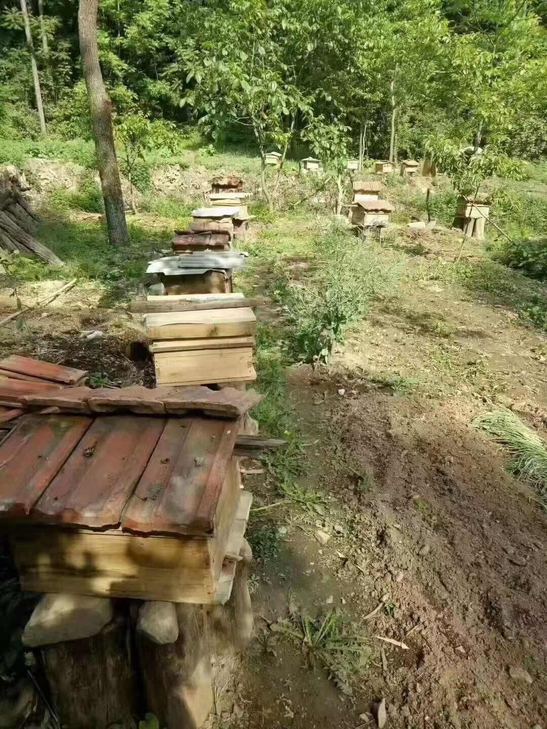 农家土蜂蜜