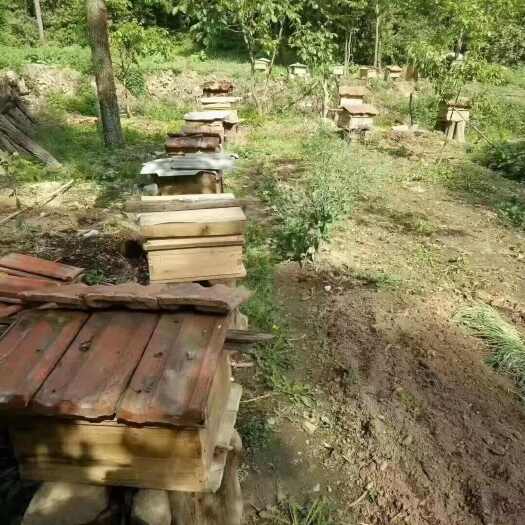洛南县农家土蜂蜜
