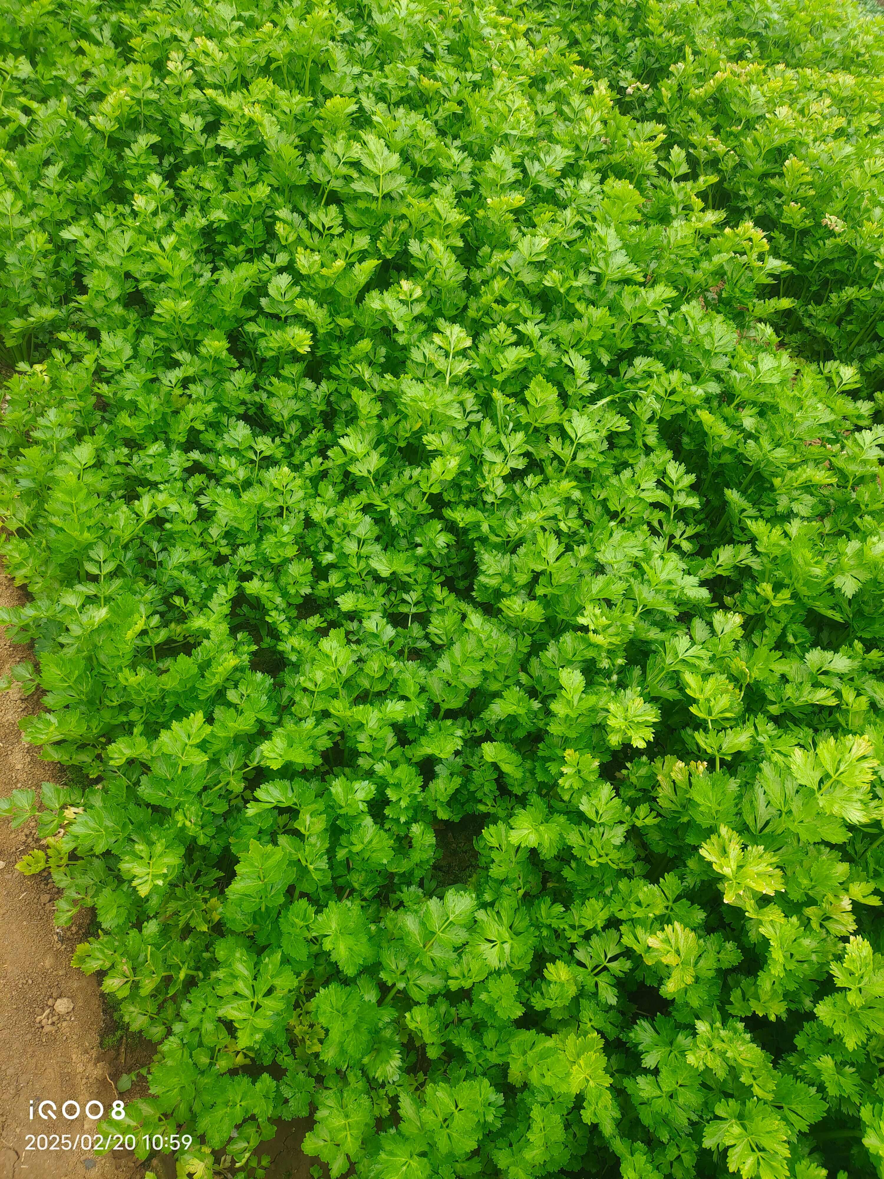 自己种大棚西芹中颗