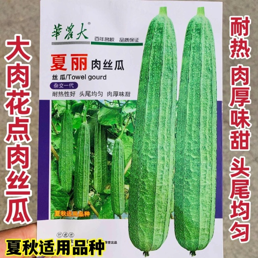 沭阳县夏丽花点大肉肉丝瓜种子棱角丝瓜种子早熟耐热大花点丝瓜种籽夏秋