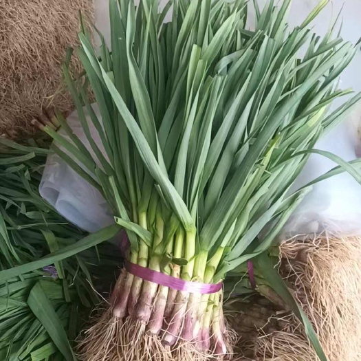 鱼台县红根蒜苗