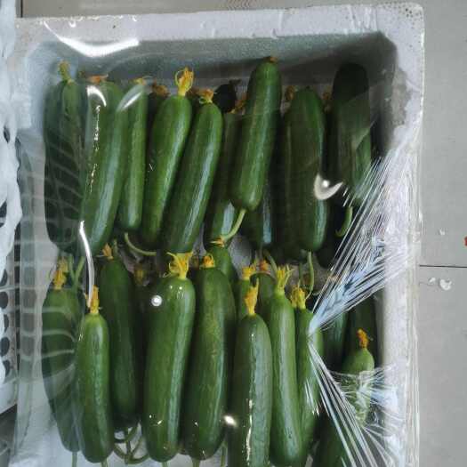 青州市水果黄瓜
