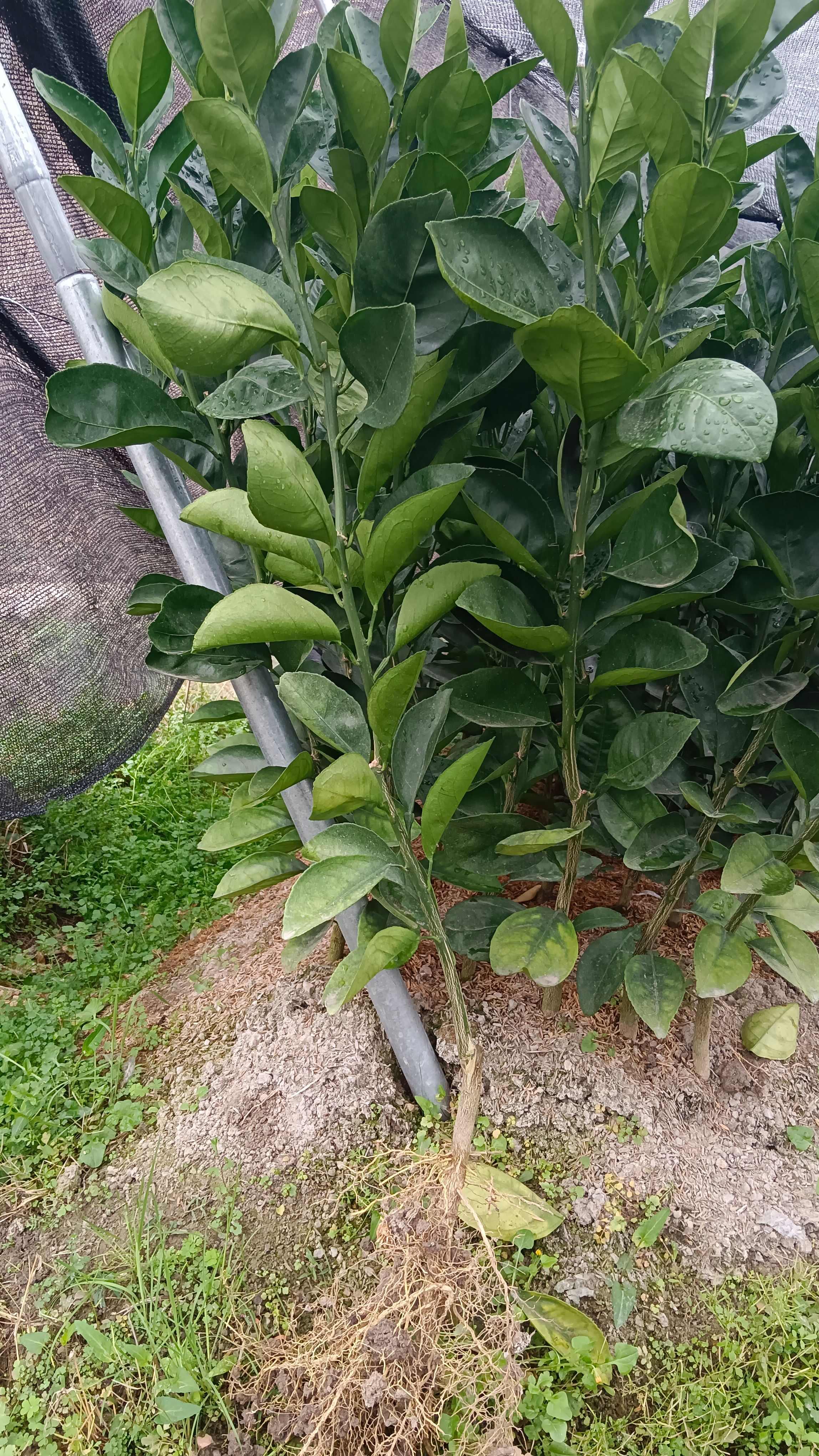 纽荷尔脐橙苗
