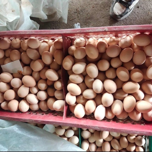 成都大量基地直销芦花土鸡蛋及各类土鸡蛋