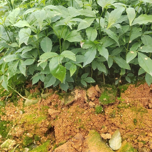 灵山县三椪苦苗三丫苦苗三叉虎营养杯苗三叉苦苗基地直销