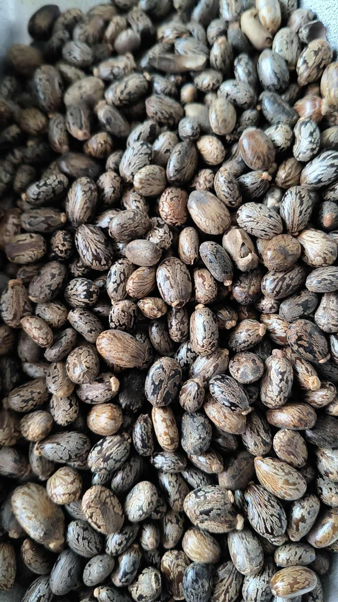 蓖麻子 中药材蓖麻子