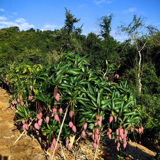 三亚海南高山贵妃芒
