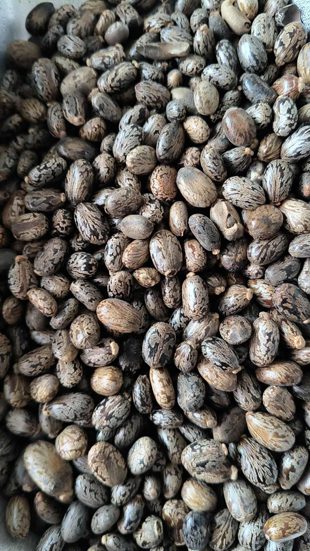 蓖麻子 中药材蓖麻子