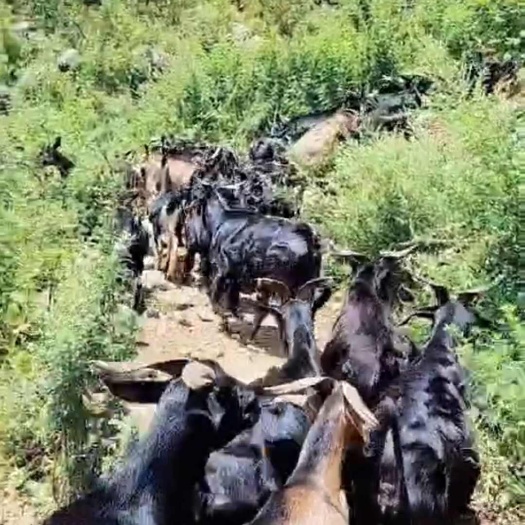 盘州市贵州六盘水盘州双凤镇上沙沟村纯种小耳朵黑山羊活羊现货健康散养