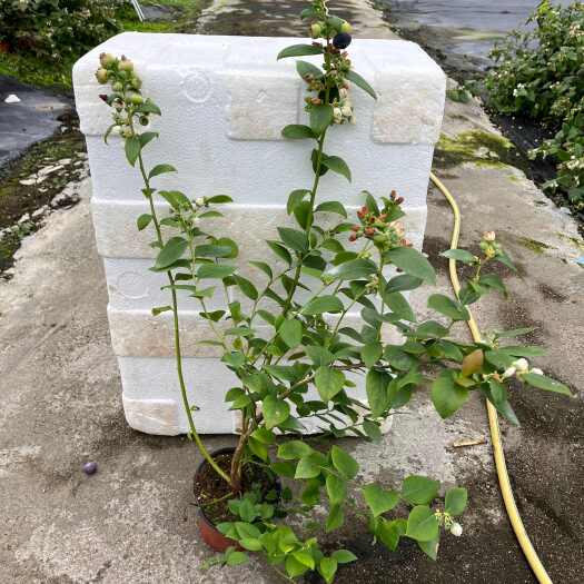 蓝莓树果苗带大果室内阳台盆栽南北方种植特大果树苗l25当年结