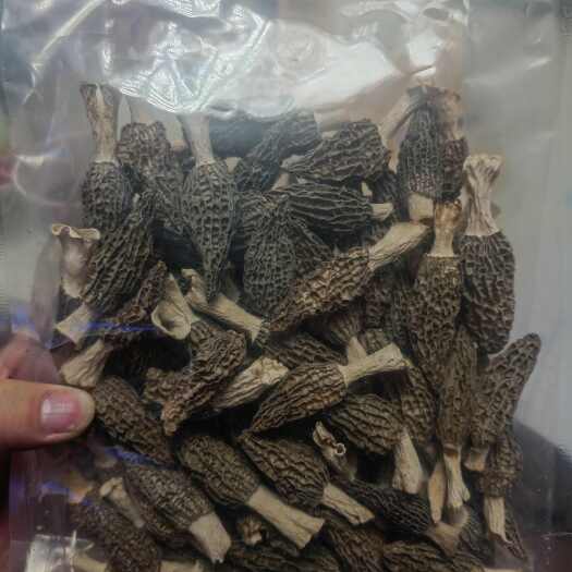利川市干羊肚菌