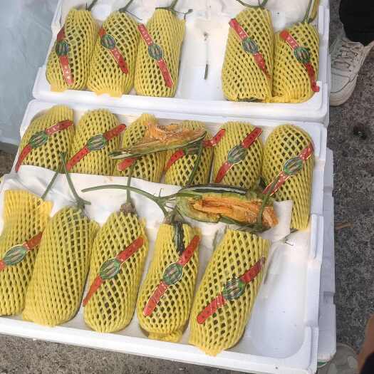 博洋