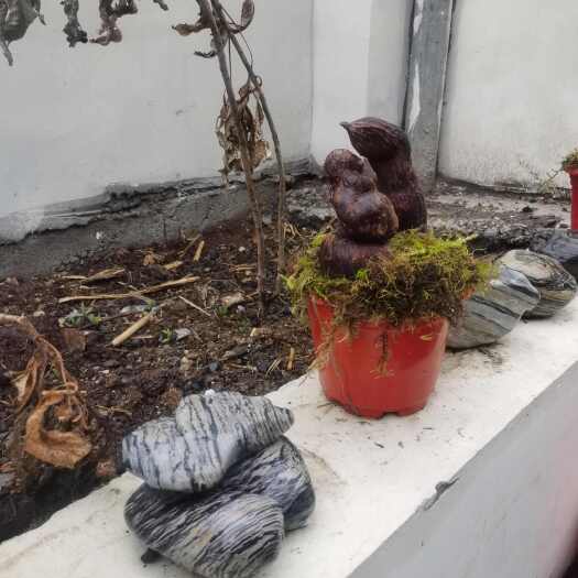 贡山县云南贡山树萝卜中药材 干品根茎类药材 怒江产地直发