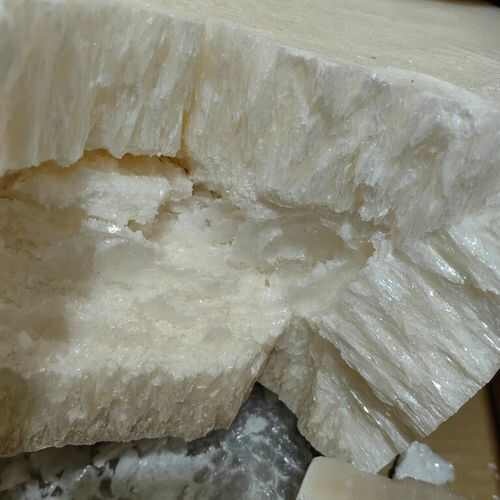 虫白蜡虫白蜡
