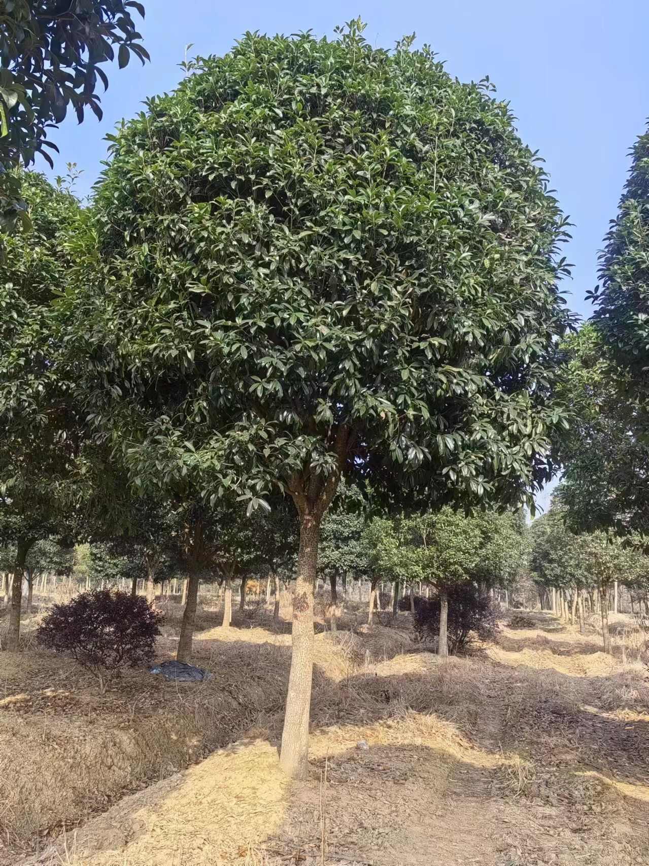 大叶女贞价格，大叶女贞产地，大叶女贞5--20公分量大处理，