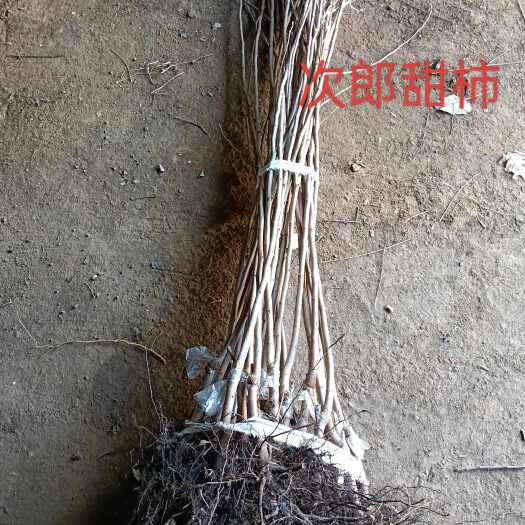 泰安柿子：次郎，洋丰脆甜柿子，火晶柿子