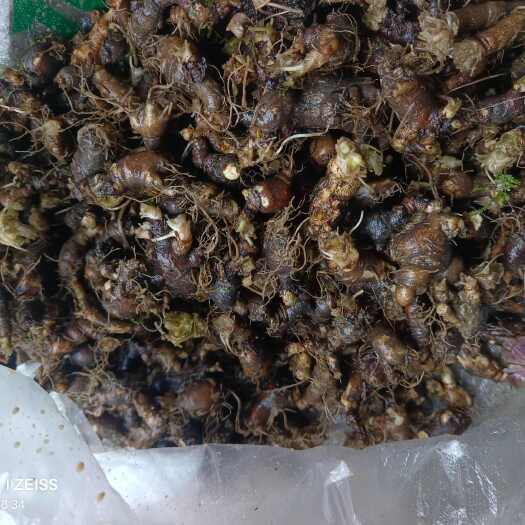 铜仁天葵子 采摘 优质产地 发货快   品质保证