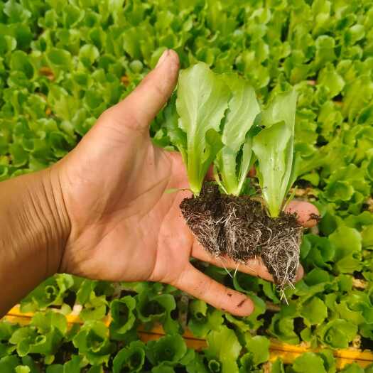 嵩明县球生菜苗(结球生菜)