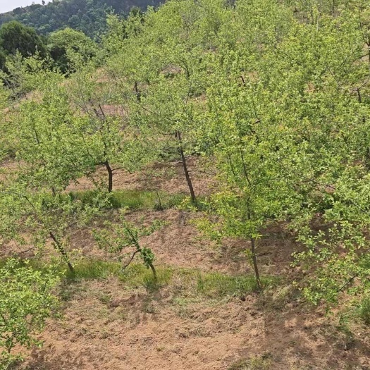 富县苹果园出售转让