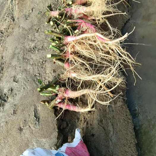 肇庆刺苋根