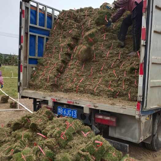 佛山草   适合种植花园，马路，厂房验收等