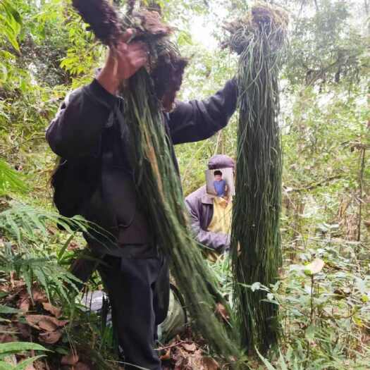 马尾千斤草