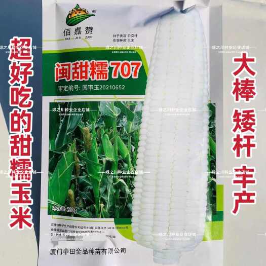 闽甜糯707甜加糯玉米种子矮杆早熟好吃甜糯玉米种子国审大棒高