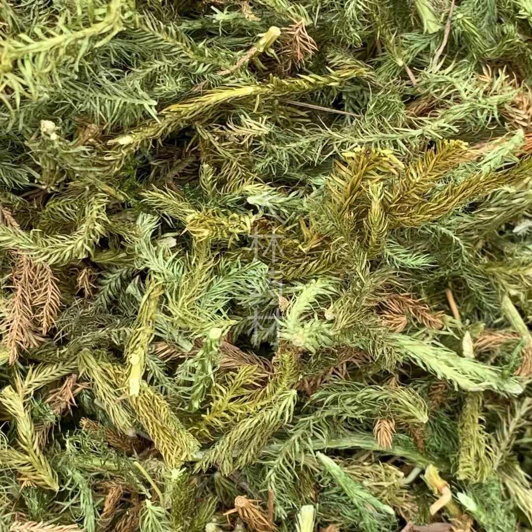 玉林长期供应｛伸筋草｝可批量可零售量大从优【包邮】