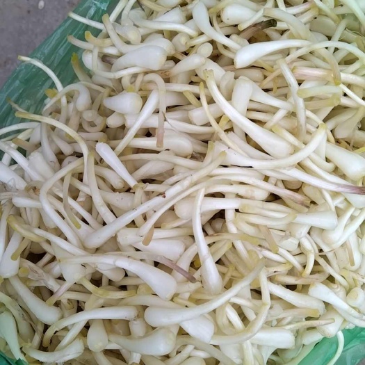 长沙白衣藠头