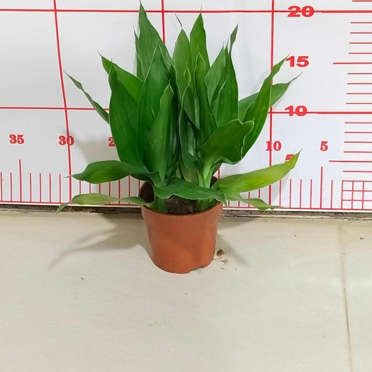 漳州3株观音竹盆栽