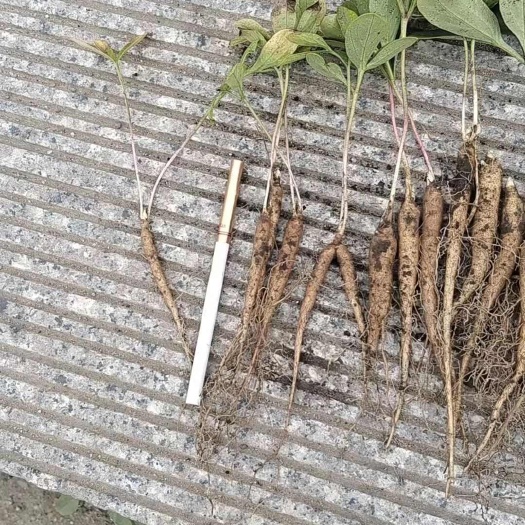 凤城市辽宁丹东凤城赤芍种苗 植株健壮易于栽培 中药材优选苗种