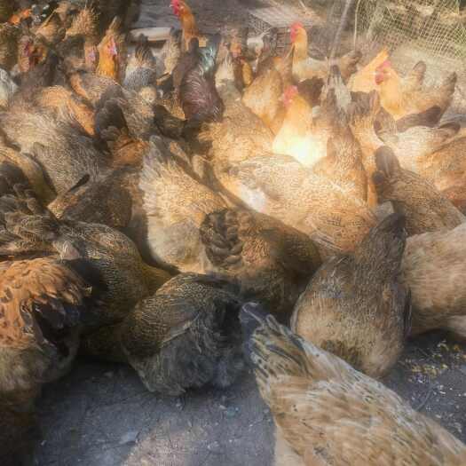 剑河县一年多的林下散养土鸡