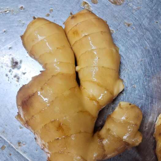莒县姜种，