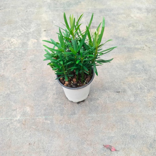 漳州罗汉松盆栽一件35盆