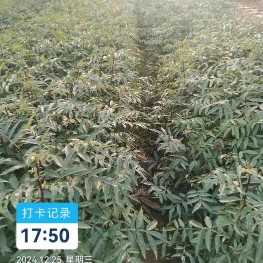 昭通九叶青花椒苗