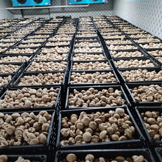 浙江丽水松阳花菇香菇原产地供应