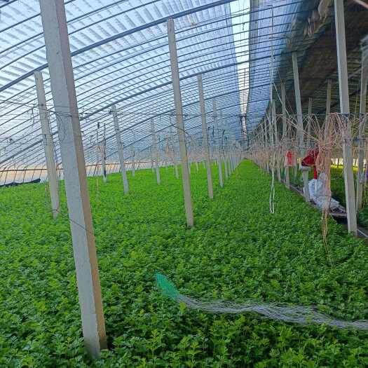 阳谷县新鲜香芹脆嫩可口山东聊城阳谷县发货现摘现发优质菜品