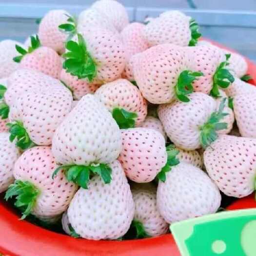 临沂越雪妃脱毒草莓种苗