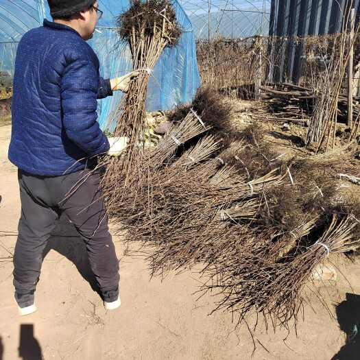 泰安君迁子树苗   黑枣苗      软枣苗  0.6厘米以上