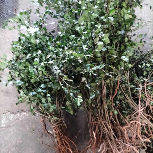 全州县广西桂林药材绣花针、老鼠刺，一手货源，产地批发