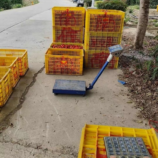 百色广西百色新鲜圣女果千禧浆果产地直发自然甜蜜可口果实