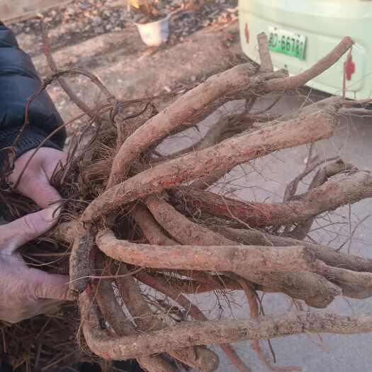 曹县段栽丹参鲜货可种植可食用农户一手货源