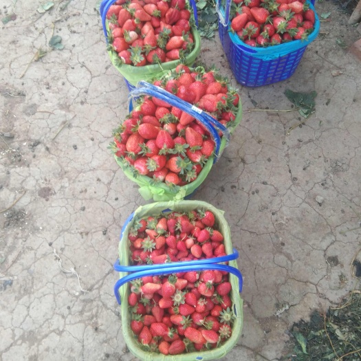 玉溪妙香草莓