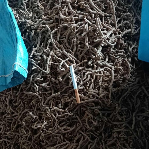 产地直销自家远志筒