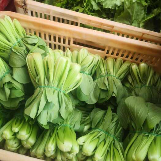 桃源县大棚种植上海青小白菜