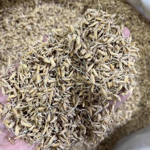 广州谷芽，麦芽，质量好，干度够，大量有货