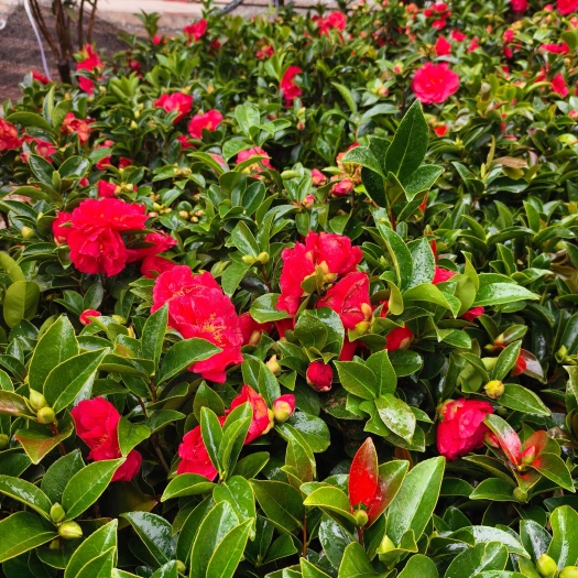 茶花树  茶花杯苗，树形优美，适应与自家院子种载