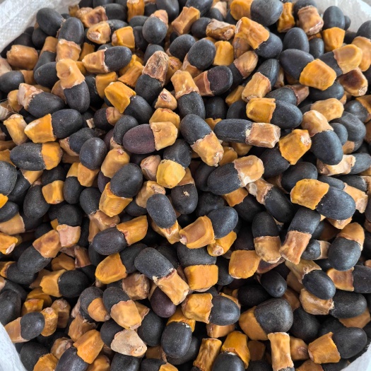 马牙果中药材  缅茄菩提子阴阳果原籽泡茶