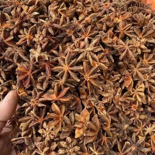藤县精品大红干枝八角