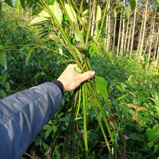 木姜子树苗